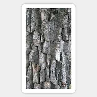 Cottonwood Bark Sticker